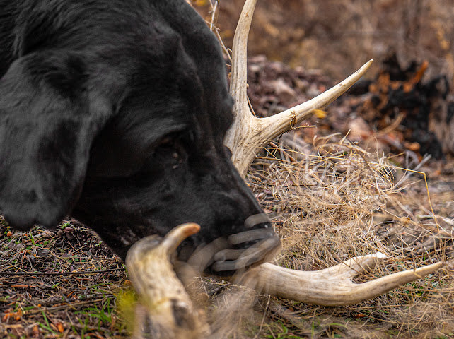 Deer – Medium