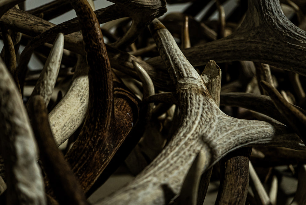 Backcountry Bone Mix (Moose, Elk split, Elk whole)