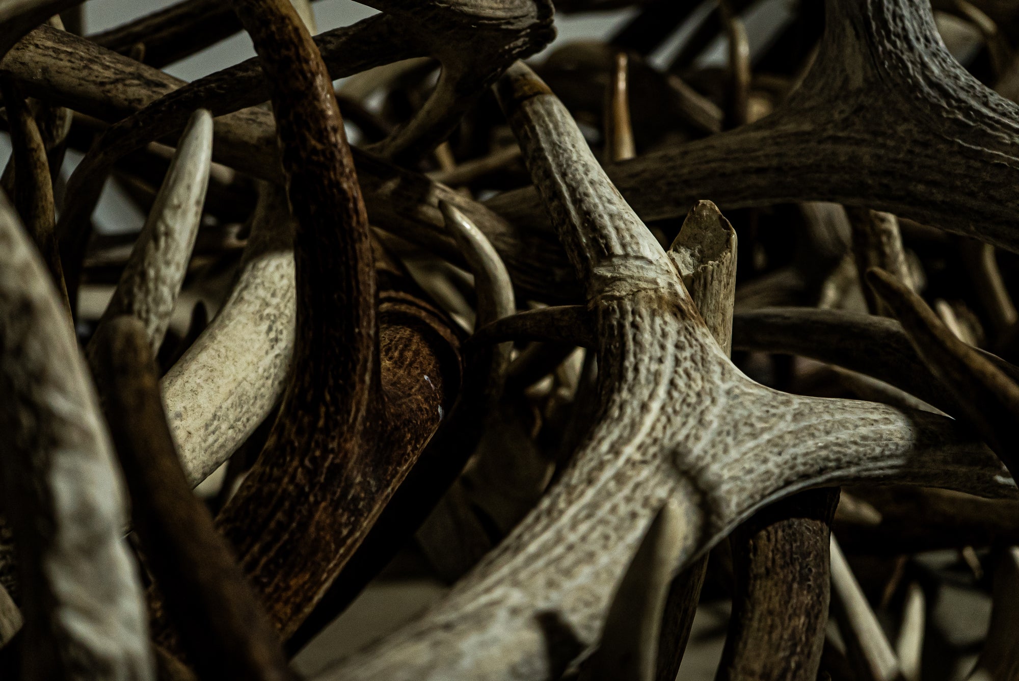 Backcountry Bone Mix (Moose, Elk split, Elk whole)