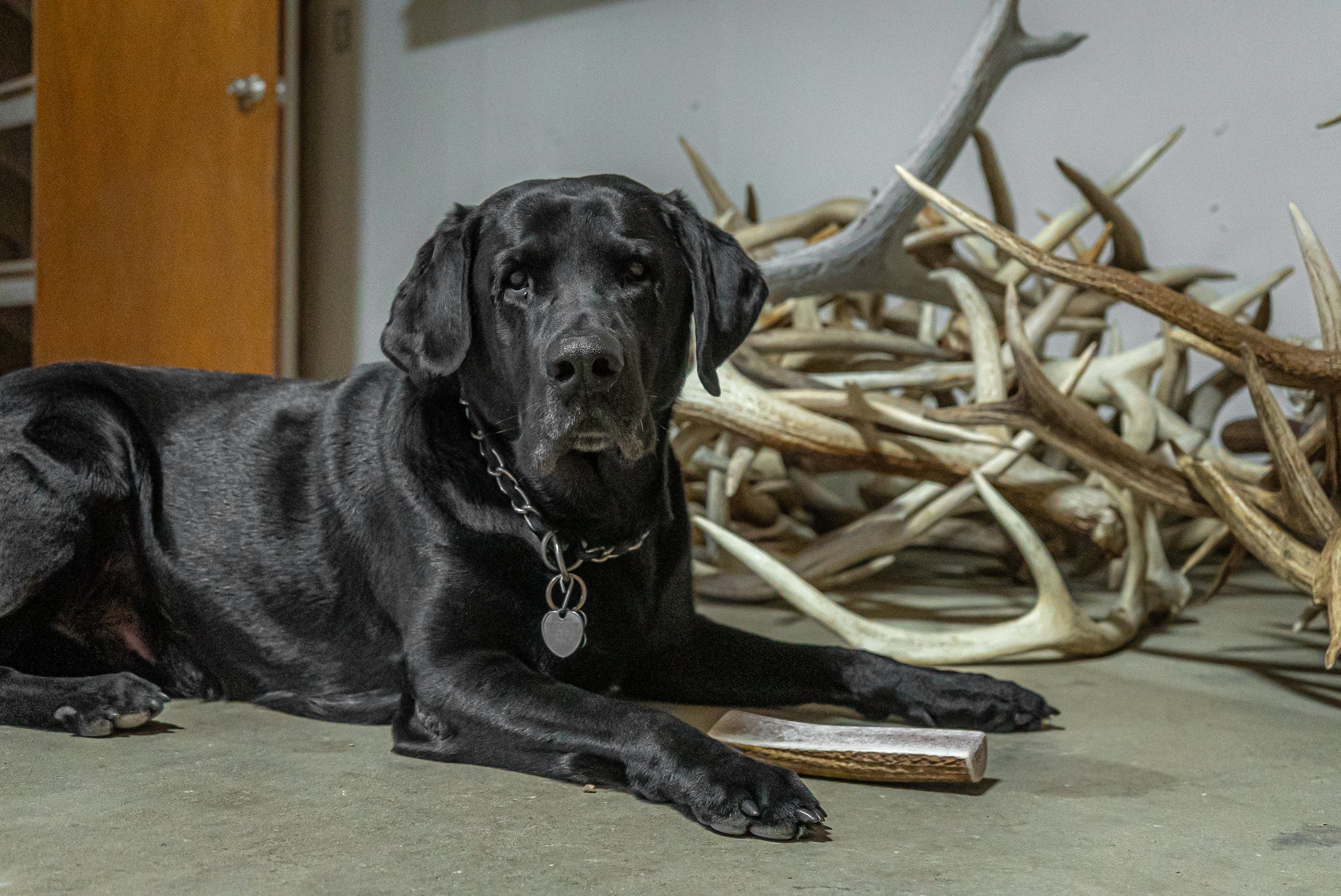 Large Elk – Split