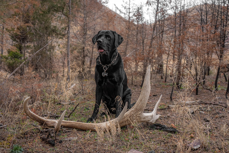 Large antler chew