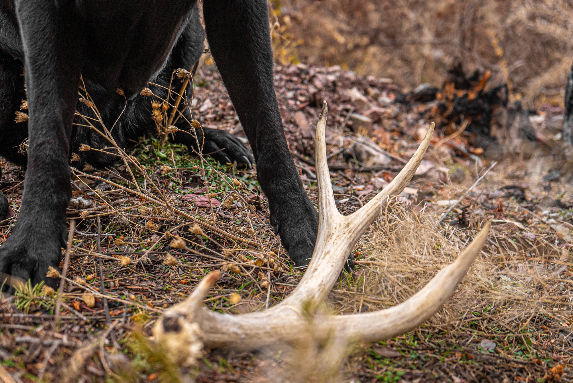 Deer – Large