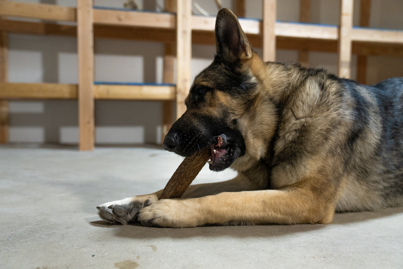 XL or jumbo antler chew