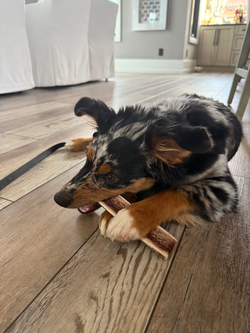 Medium antler chew