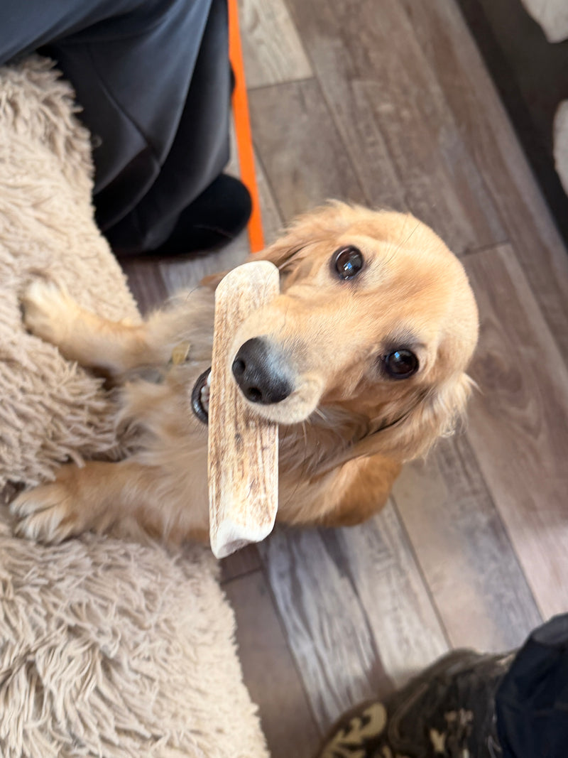 Small antler chew